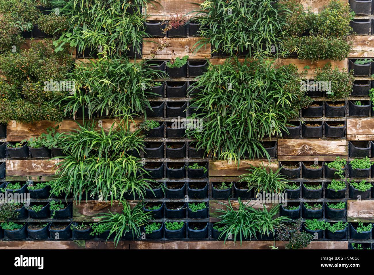 background - living wall with vertical garden Stock Photo - Alamy
