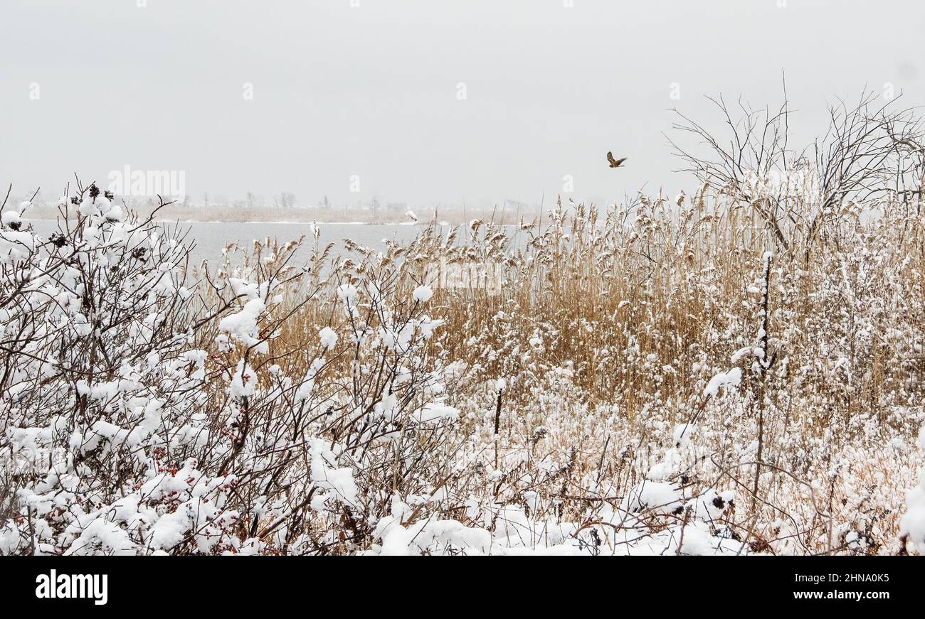Winter snow scenic with northern harrier at Jamaica Bay Wildlife Refuge Stock Photo