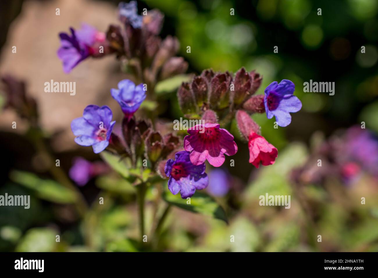 beautiful spring background with flowers and leaves Stock Photo