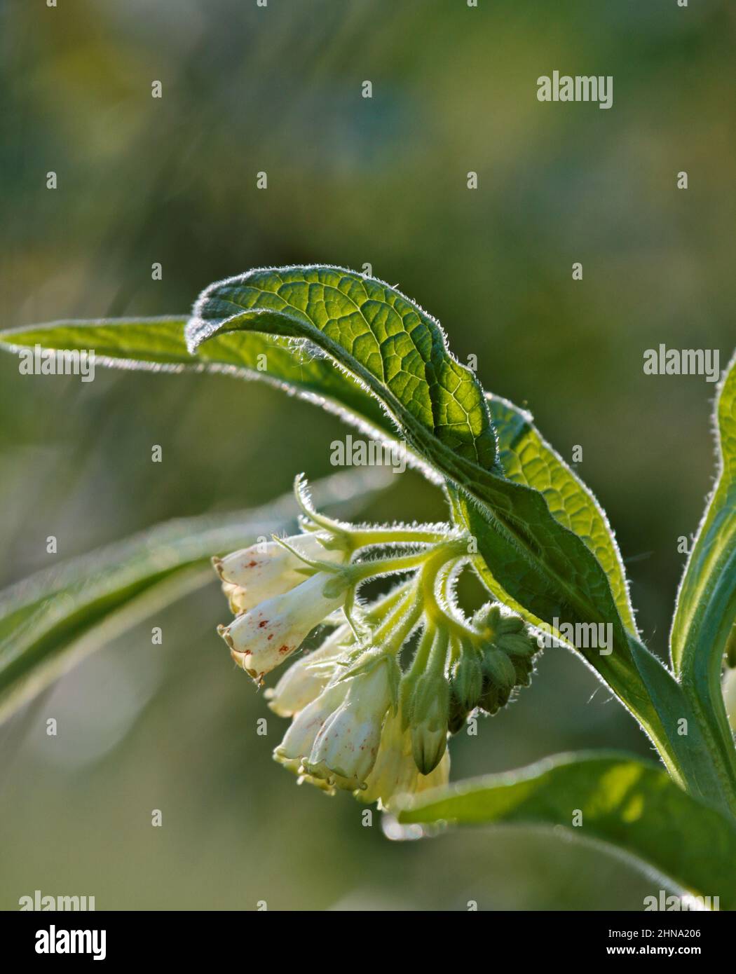 Comfrey, Symphytum officinale var.bohemicum is a wild plant with white or a bit yellowish flowers. Stock Photo