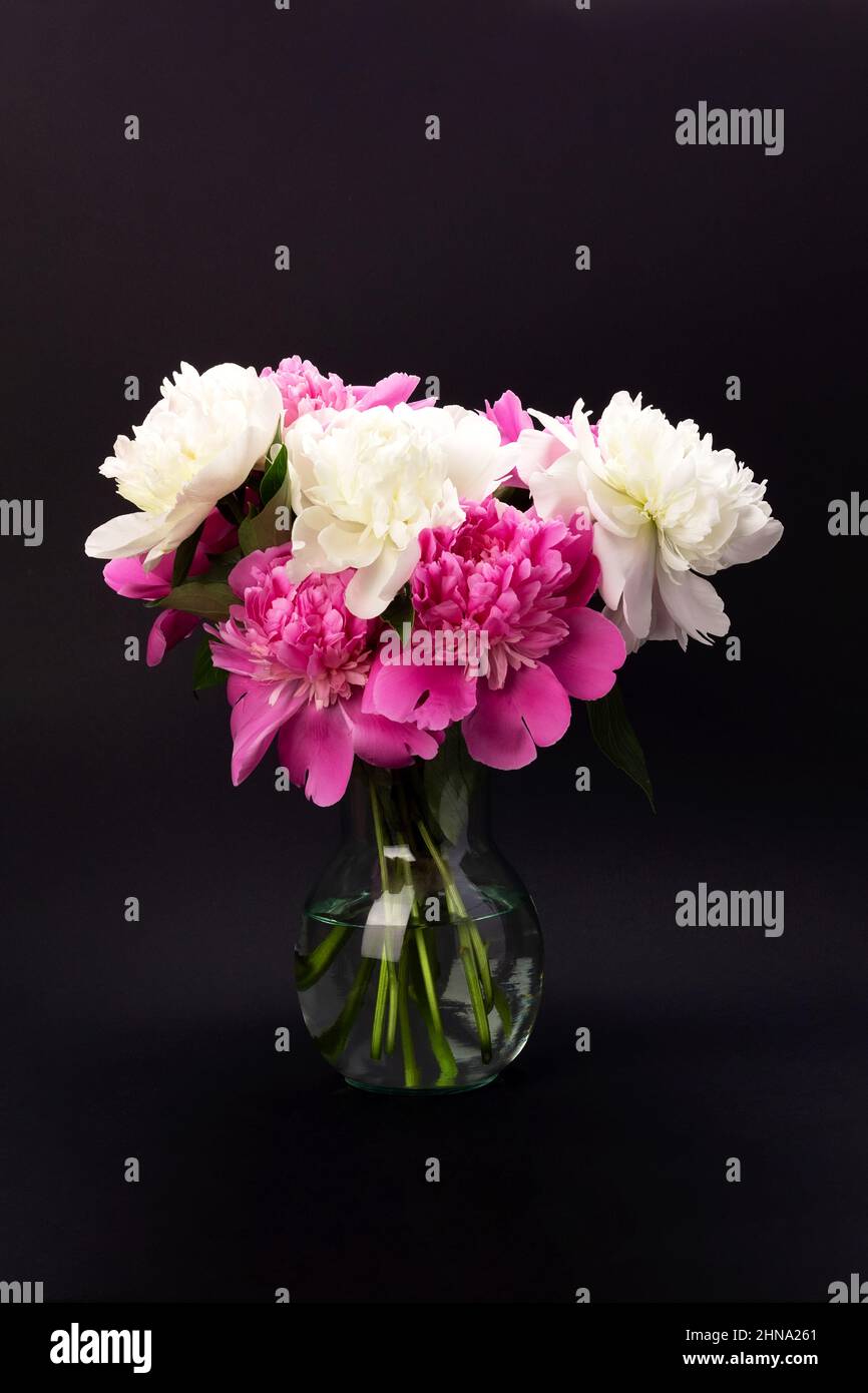 Bouquet of pink and white peonies in glass vase on black background ...