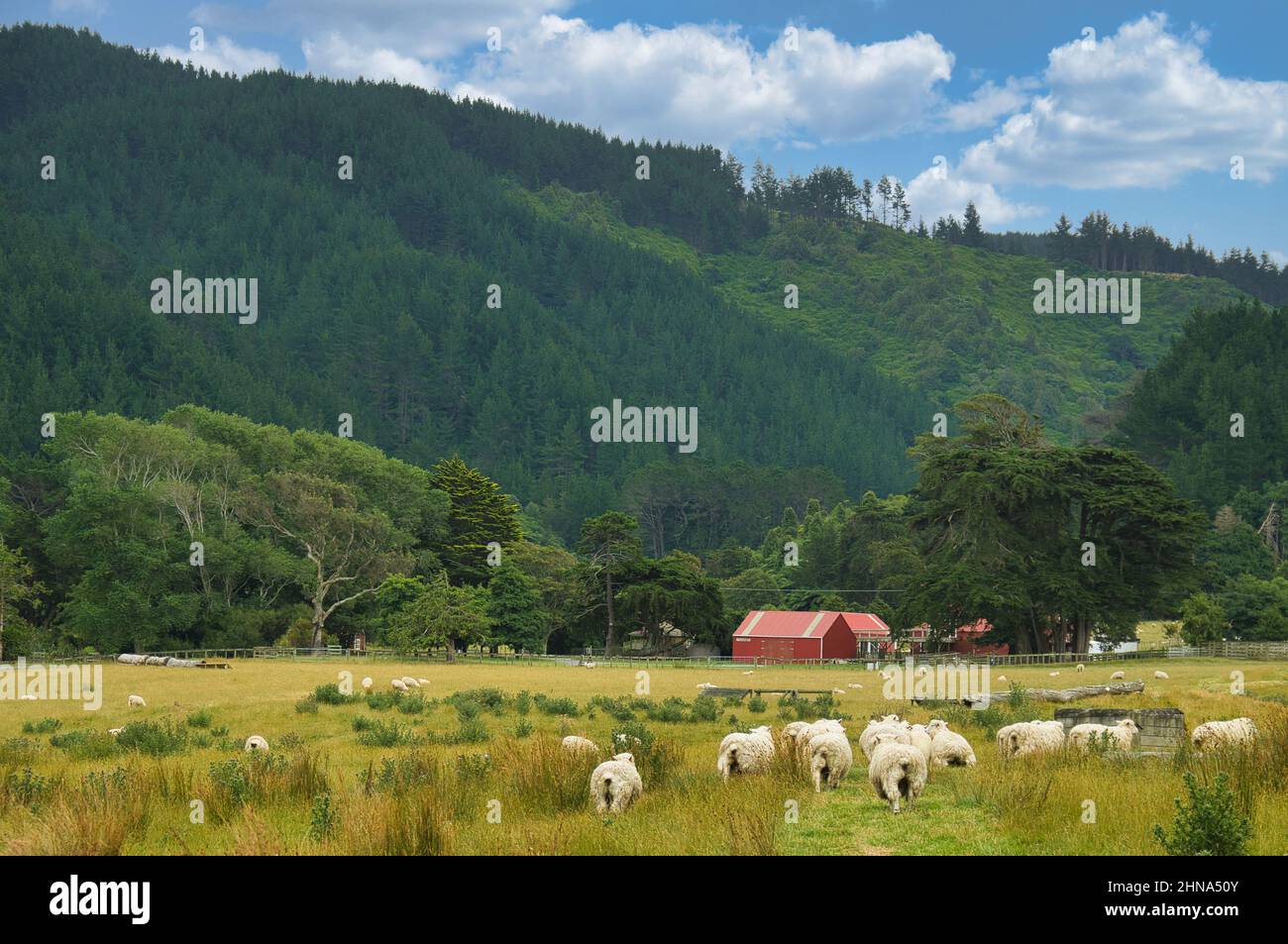 Grazing sheep in a meadow at the foot of densely forested hills, Battle