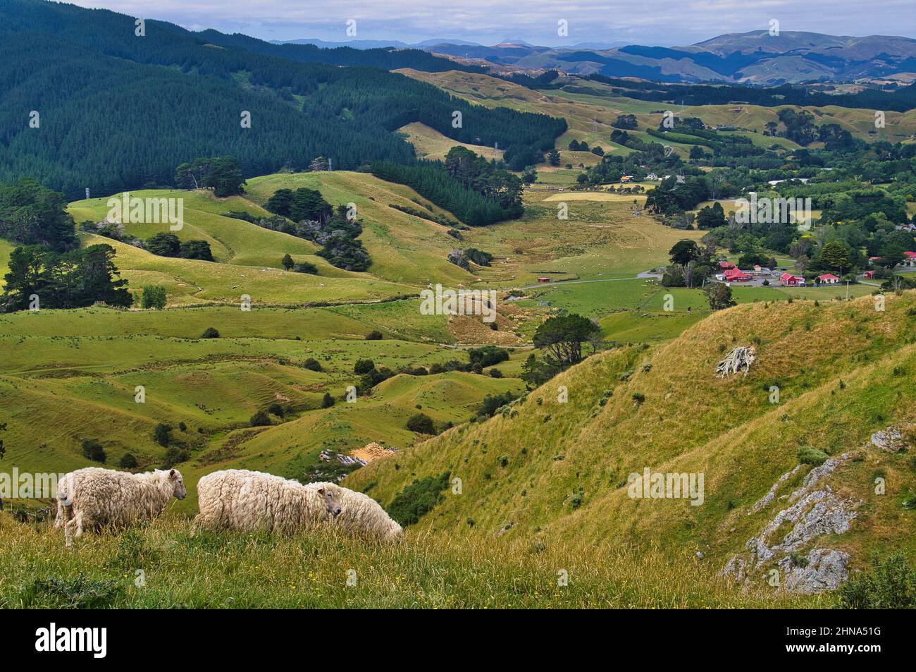 The green hills with meadows and trees of the sheep farm Battle Hill Farm, Pauatahanui, Porirua, Greater Wellington, North Island, New Zealand Stock Photo