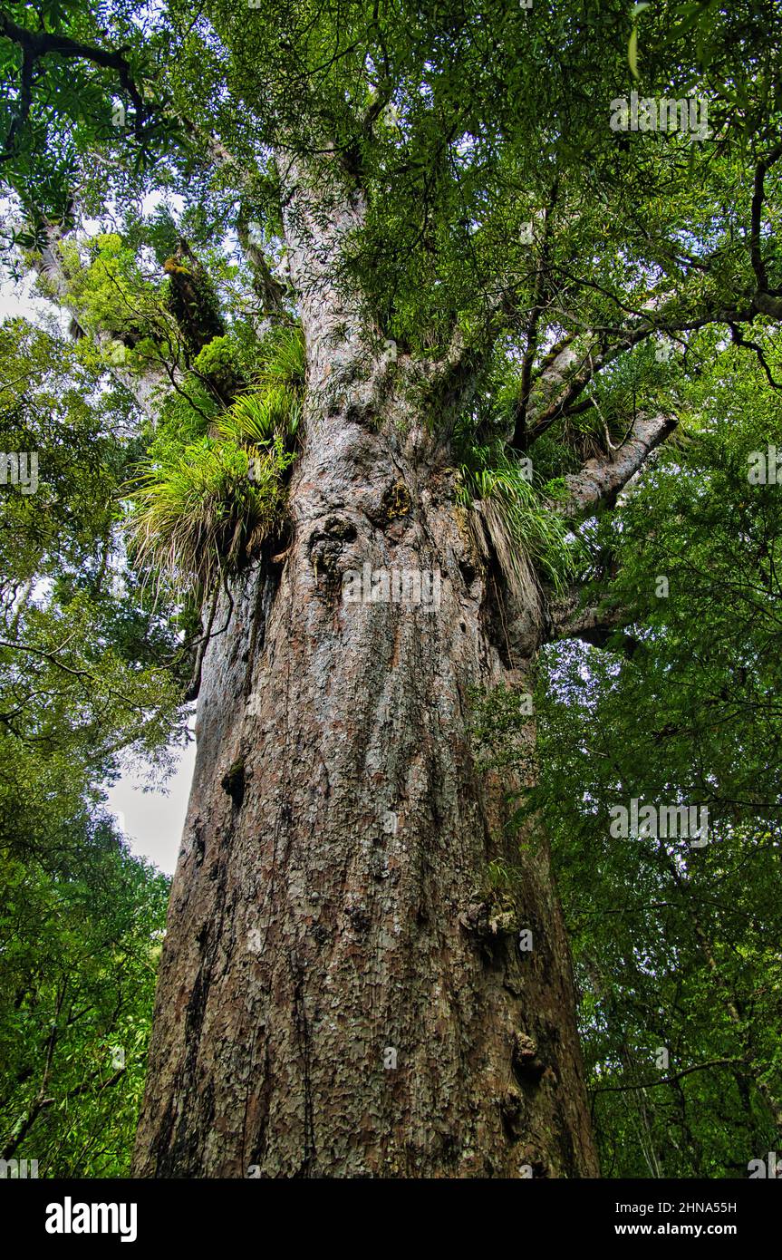 Giant kauri tree (Agathis australis) with epiphytes growing from its