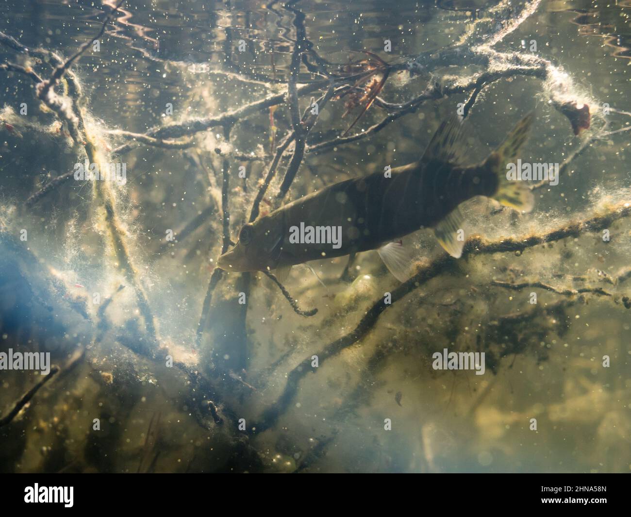 Young northern pike underwater with pollen sinking Stock Photo