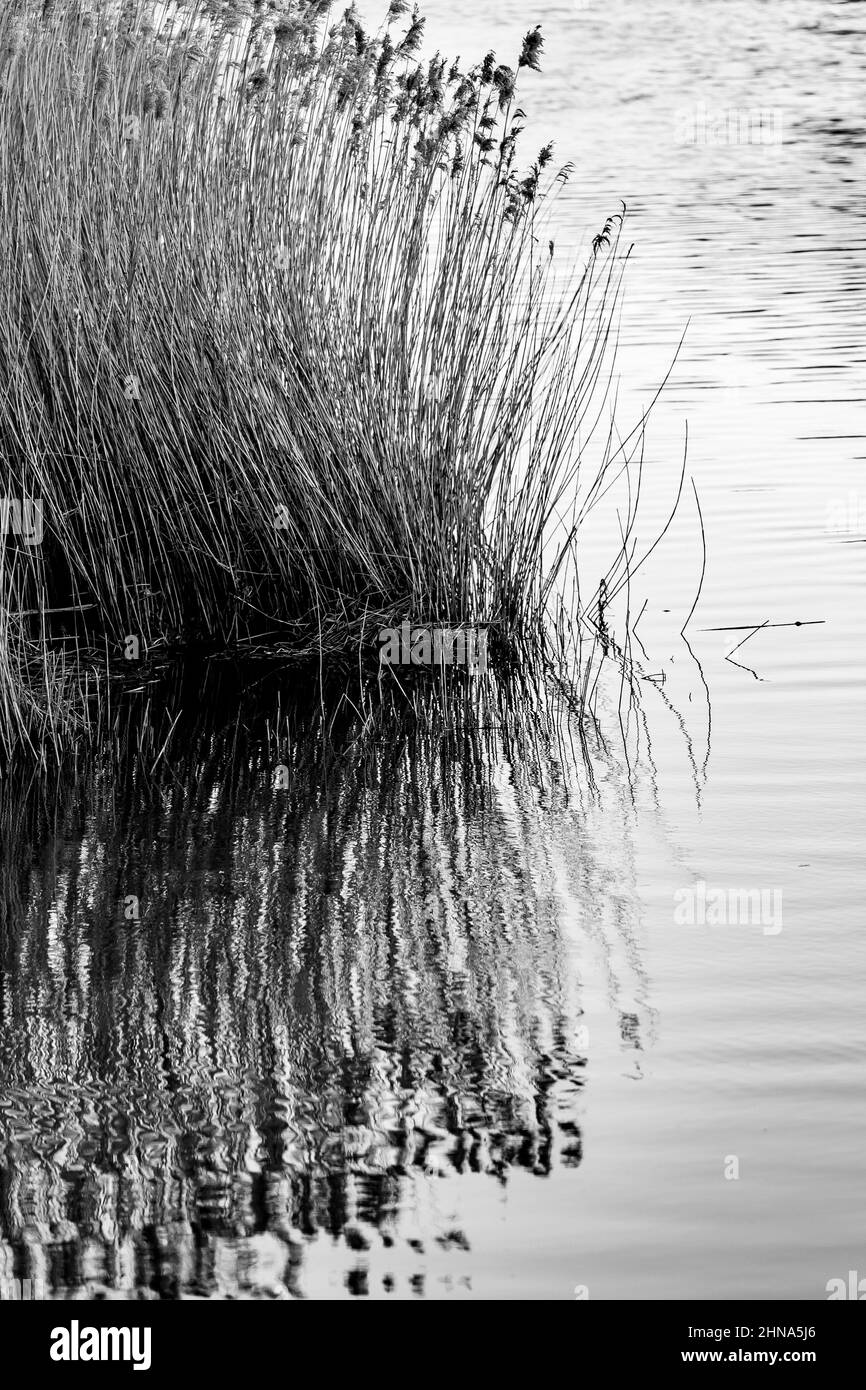 Rushes and their reflections in a river Stock Photo