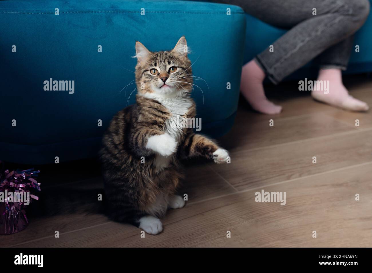 Young beautiful striped tabby cat, kitten with white chest and paws