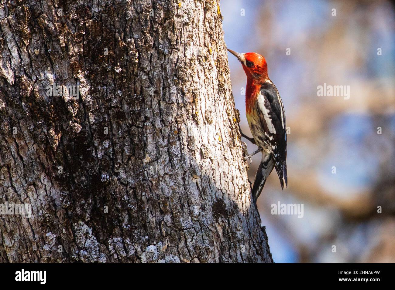 Red Breasted Sapsucker (Sphyrapicus rube) pecking at an oak tree.  Photographed in Redding California, USA Stock Photo