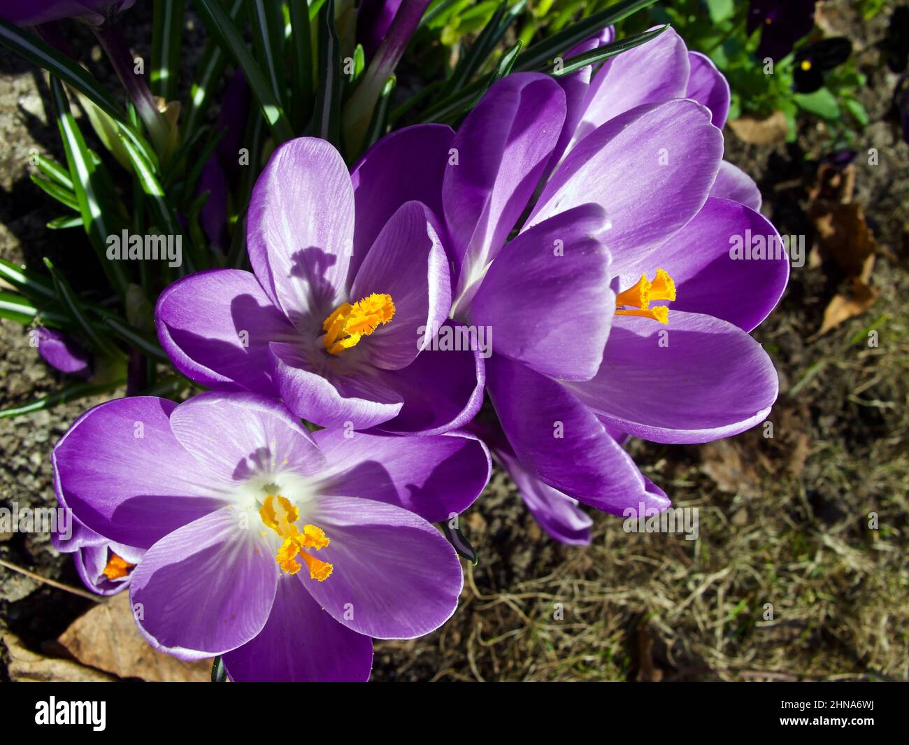 Purple flowers in flower bed hi-res stock photography and images - Alamy