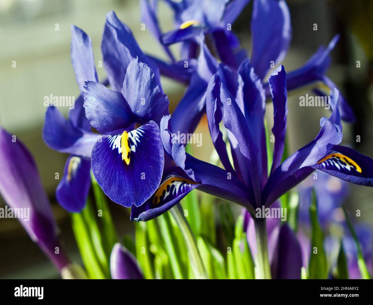 Blue dwarf iris and purple crocus in flowerpots for sale in spring. Stock Photo