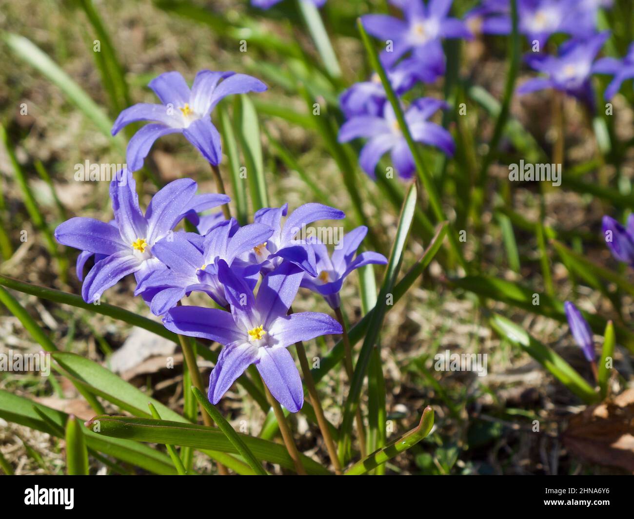 Blue Glory-of-the-snow flowers growing up outdoors in spring. Stock Photo