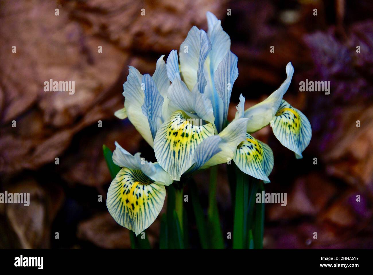 Mottled blue dwarf iris among old brown leaves in early spring. Stock Photo