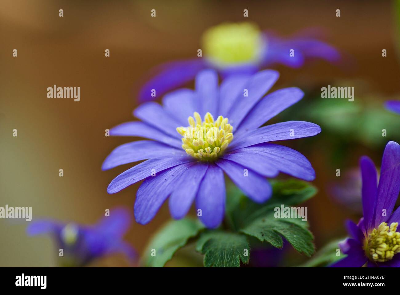 Close up of blue Grecian Windflower in spring. Stock Photo