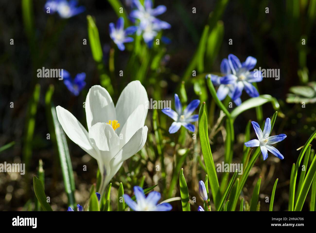 One white crocus flower among blue Glory-of-the-snow flowers in spring. Stock Photo