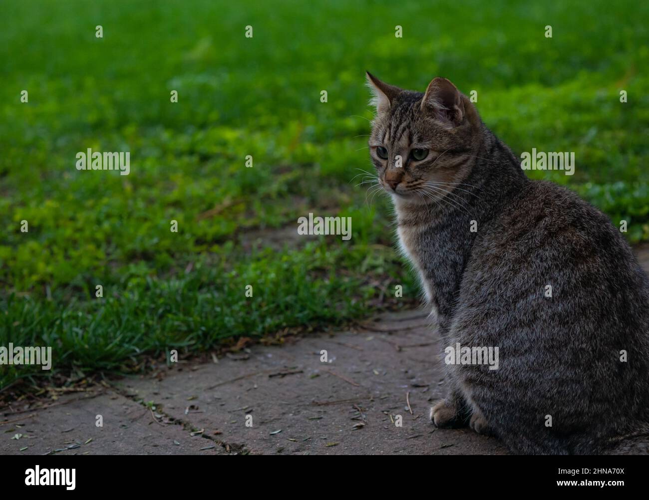 close-up shot young gray cat sitting in a garden outdoor, nature background Stock Photo