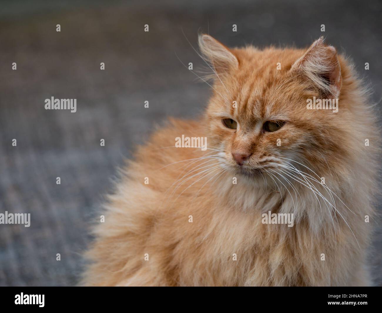 close-up shot young orange longhair cat sitting outdoor garden Stock Photo