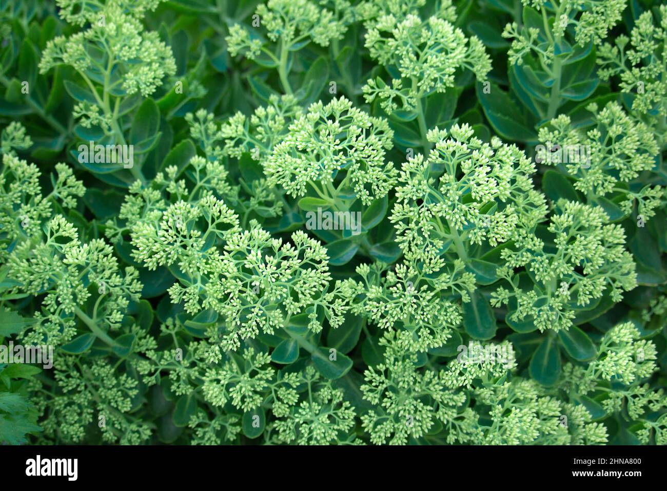 Green flowers of sedum in garden. Spring or summer botany background Stock Photo