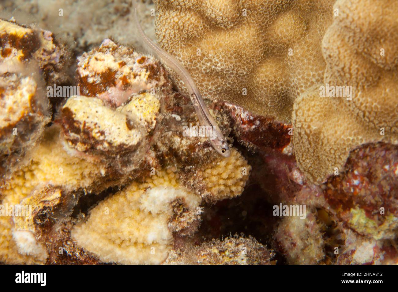Pearlfish sea cucumber hires stock photography and images Alamy