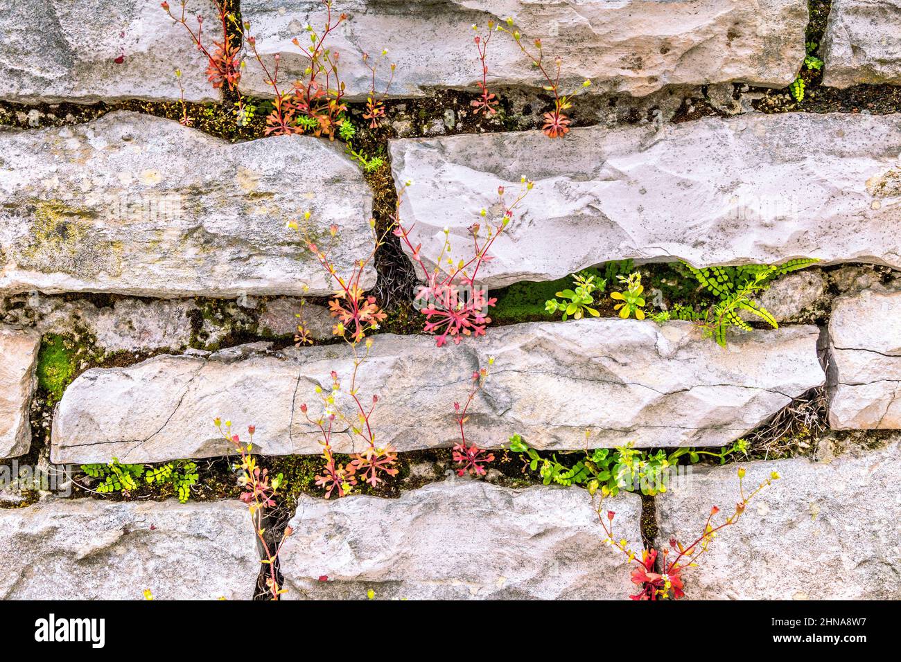 Background from the outer stone wall with flowers. Stock Photo