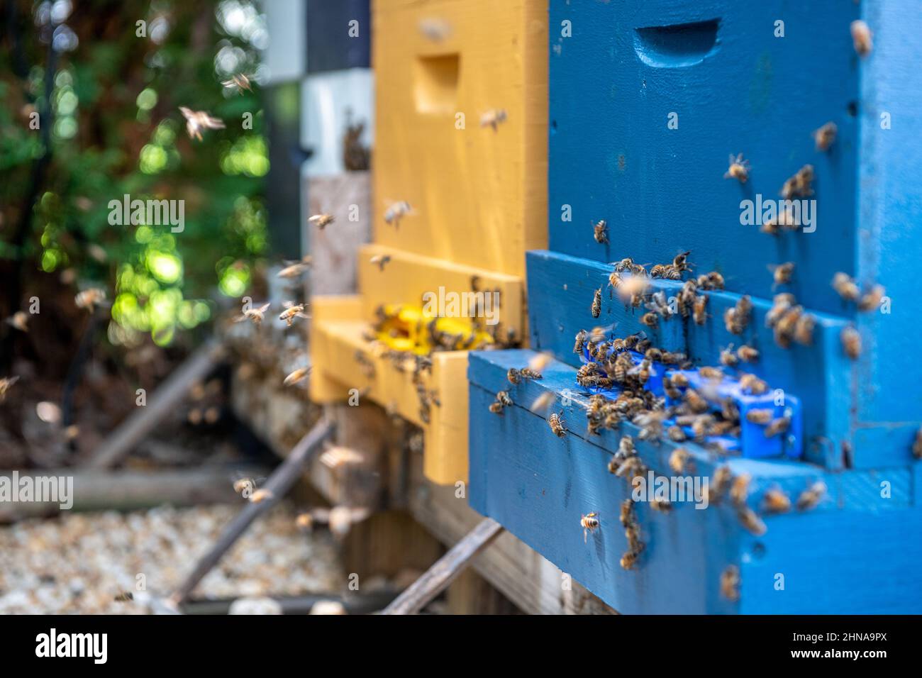Honey bees crawling on the outside of the hive Stock Photo Alamy