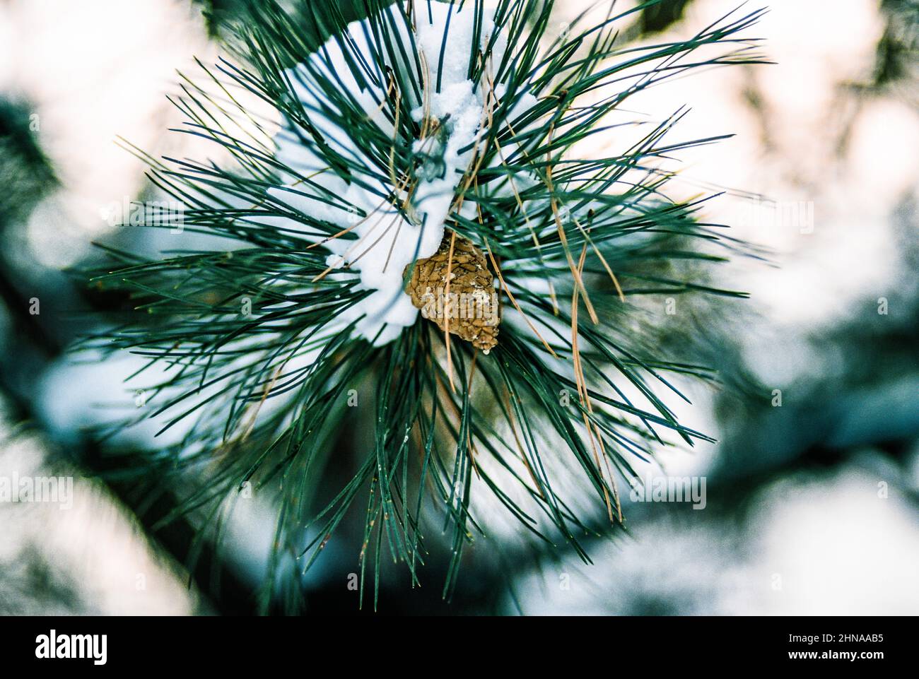 Ponderosa pine tree cone hi-res stock photography and images - Alamy