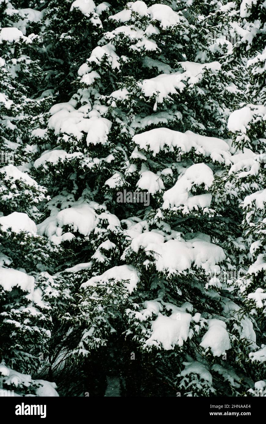 Giant Ponderosa Pine Tree Covered in Heavy Snow in Colorado Forest Stock Photo