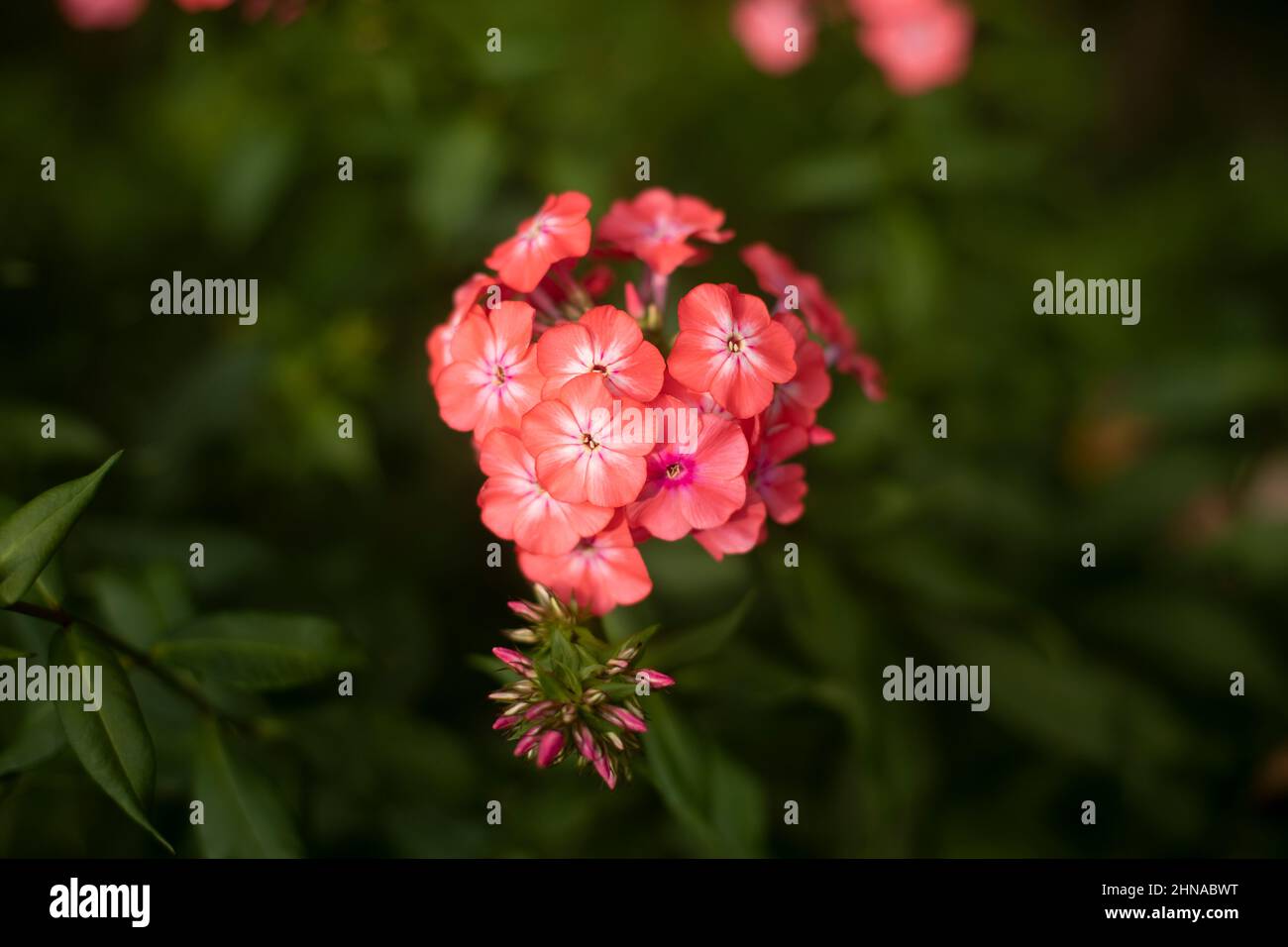 Garden pink flower. Natural background summer flowers Stock Photo Alamy