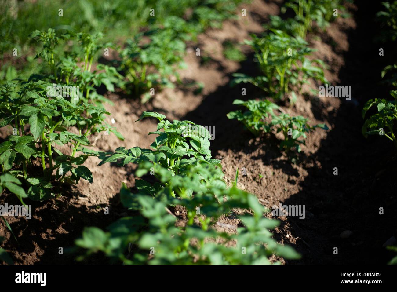 The potato grows in the garden bed Stock Photo Alamy