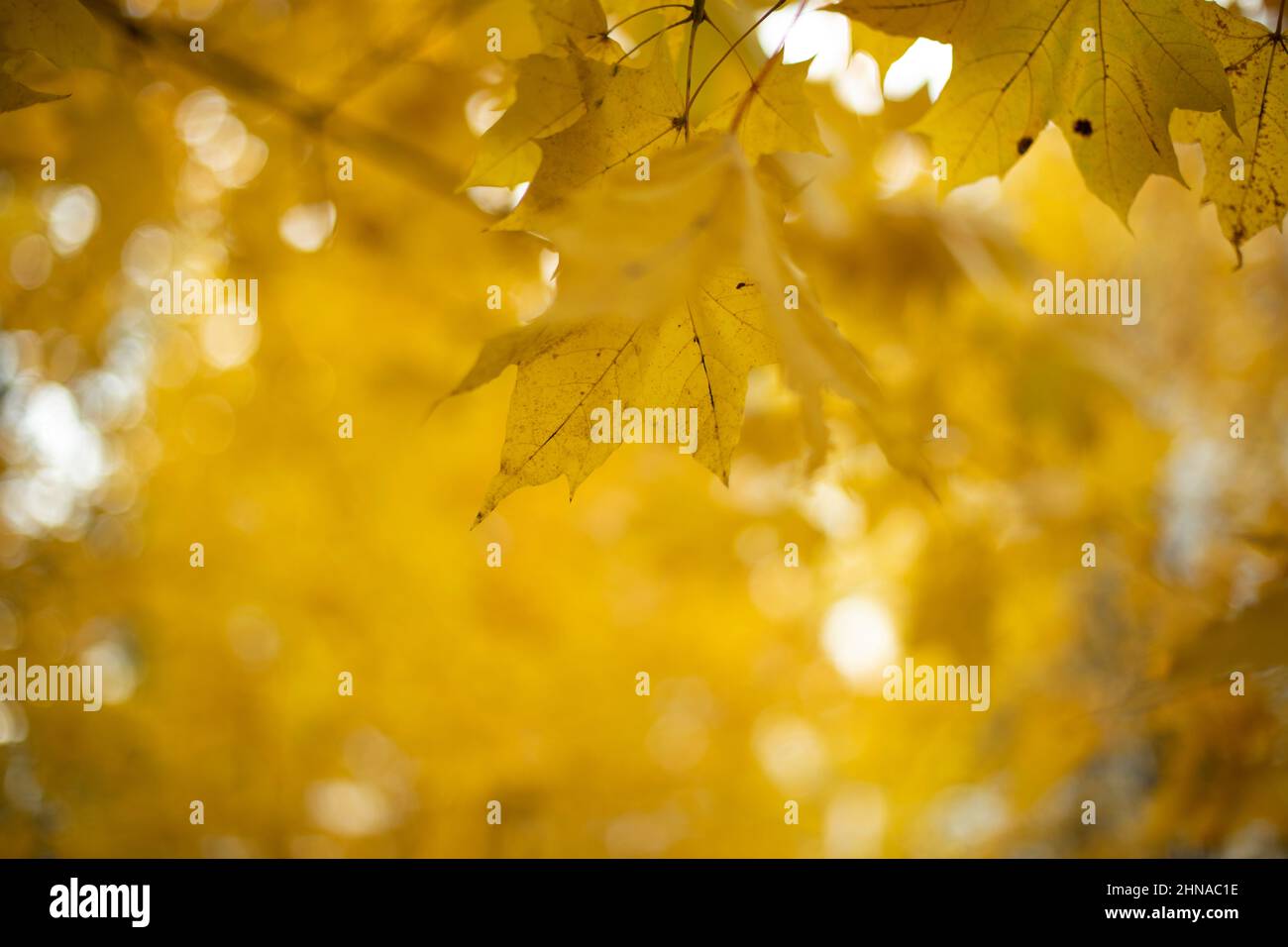 Yellow maple leaves. Autumn background. Stock Photo