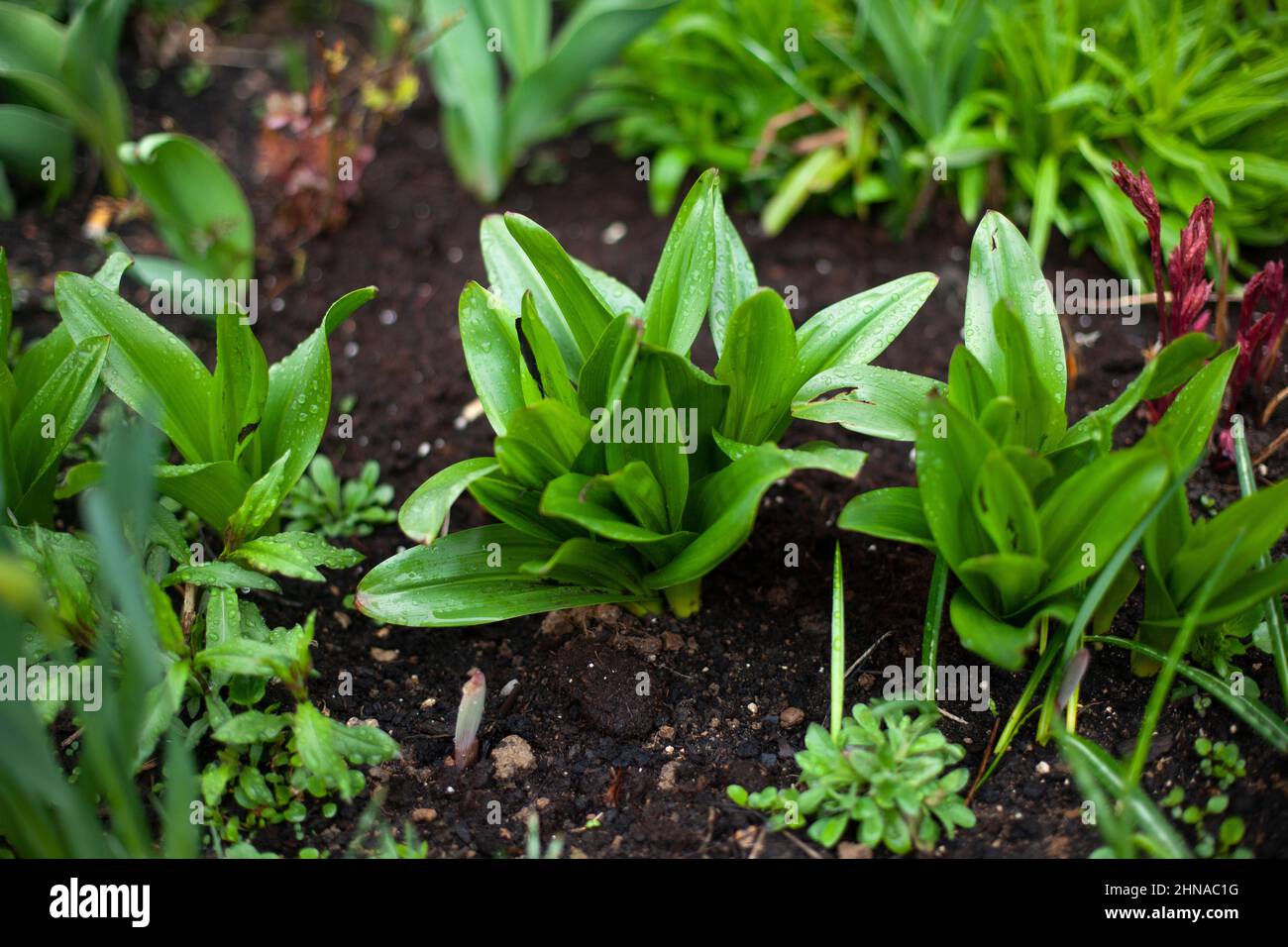 Plants in the garden. Green stems of garden plants. Stock Photo