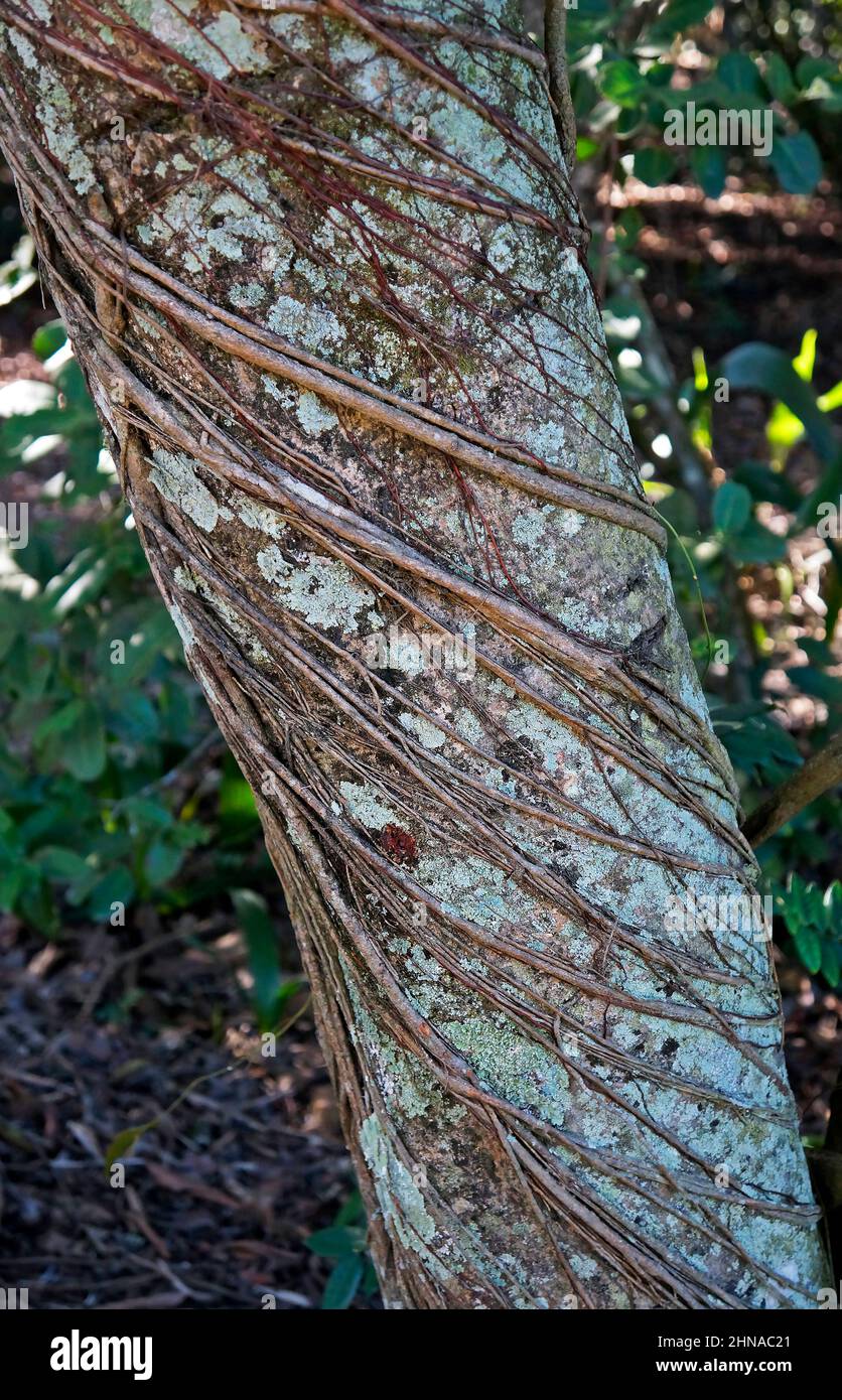 Tropical rainforest trees roots hi-res stock photography and images - Alamy