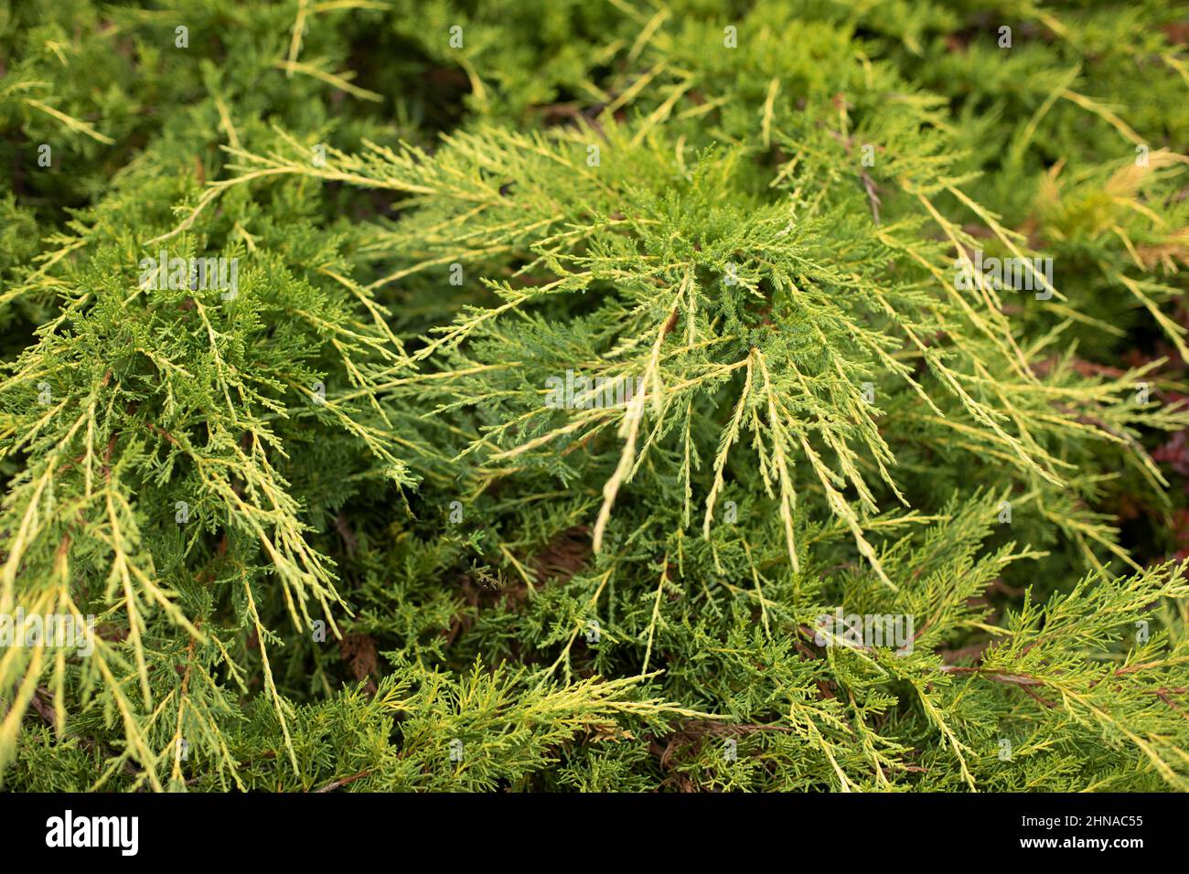 Coniferous plant in the garden. Garden pine. Miniature spruce tree. Stock Photo