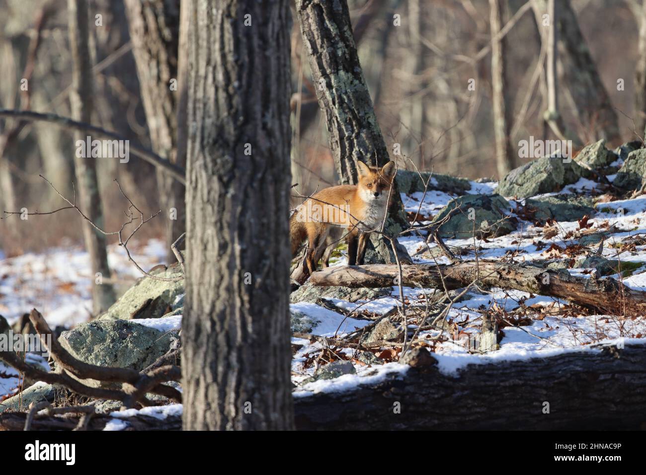 A red fox strolling through the woods on a snowy winter morning in New ...
