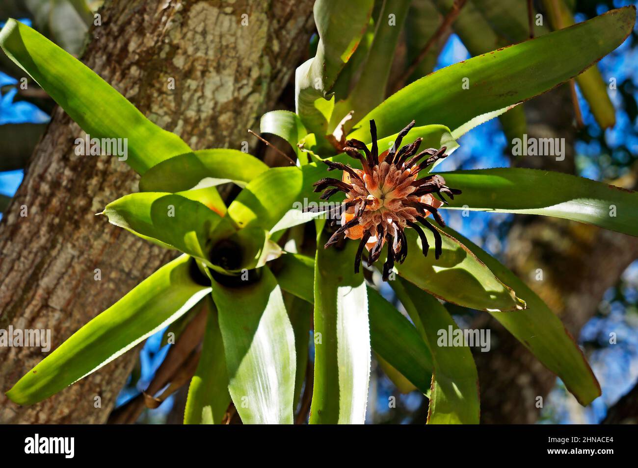 Withering bromeliad flower on tree Stock Photo