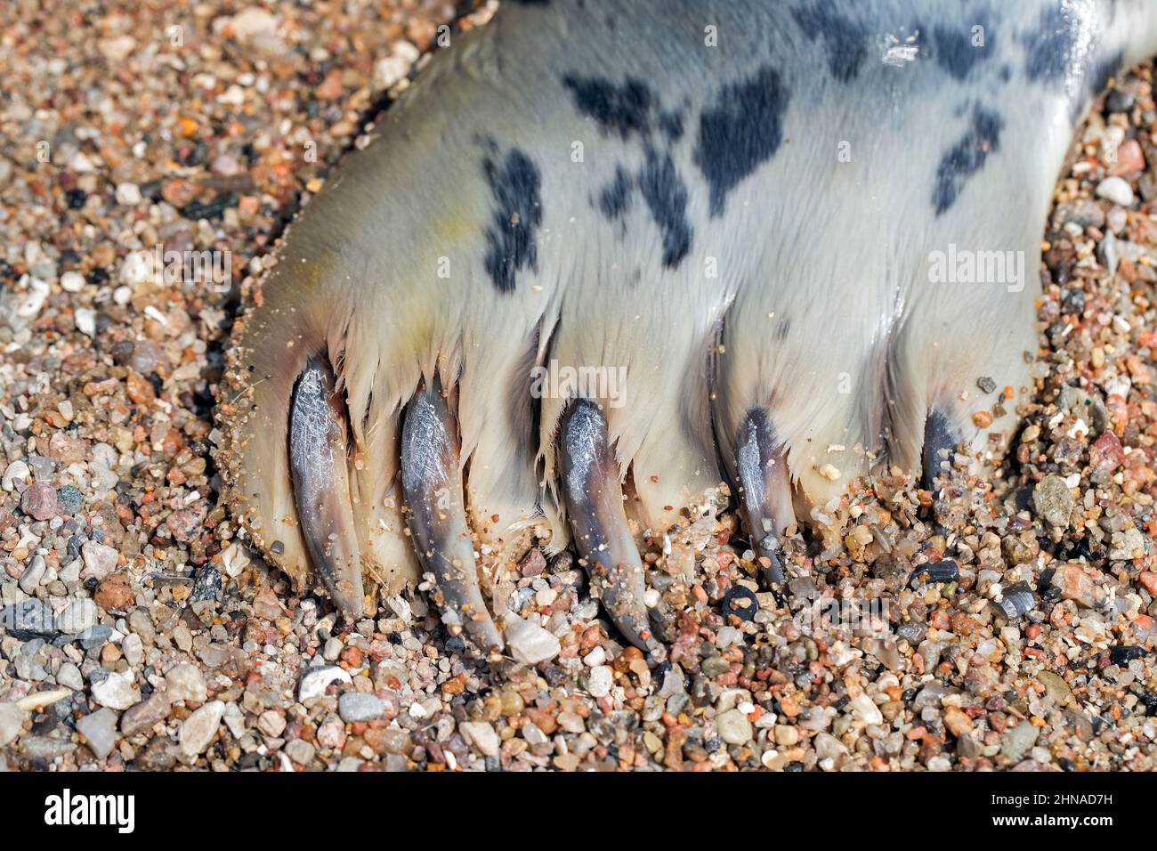 Grey seal / gray seal (Halichoerus grypus) close-up of webbed fore flipper with claws on the beach Stock Photo