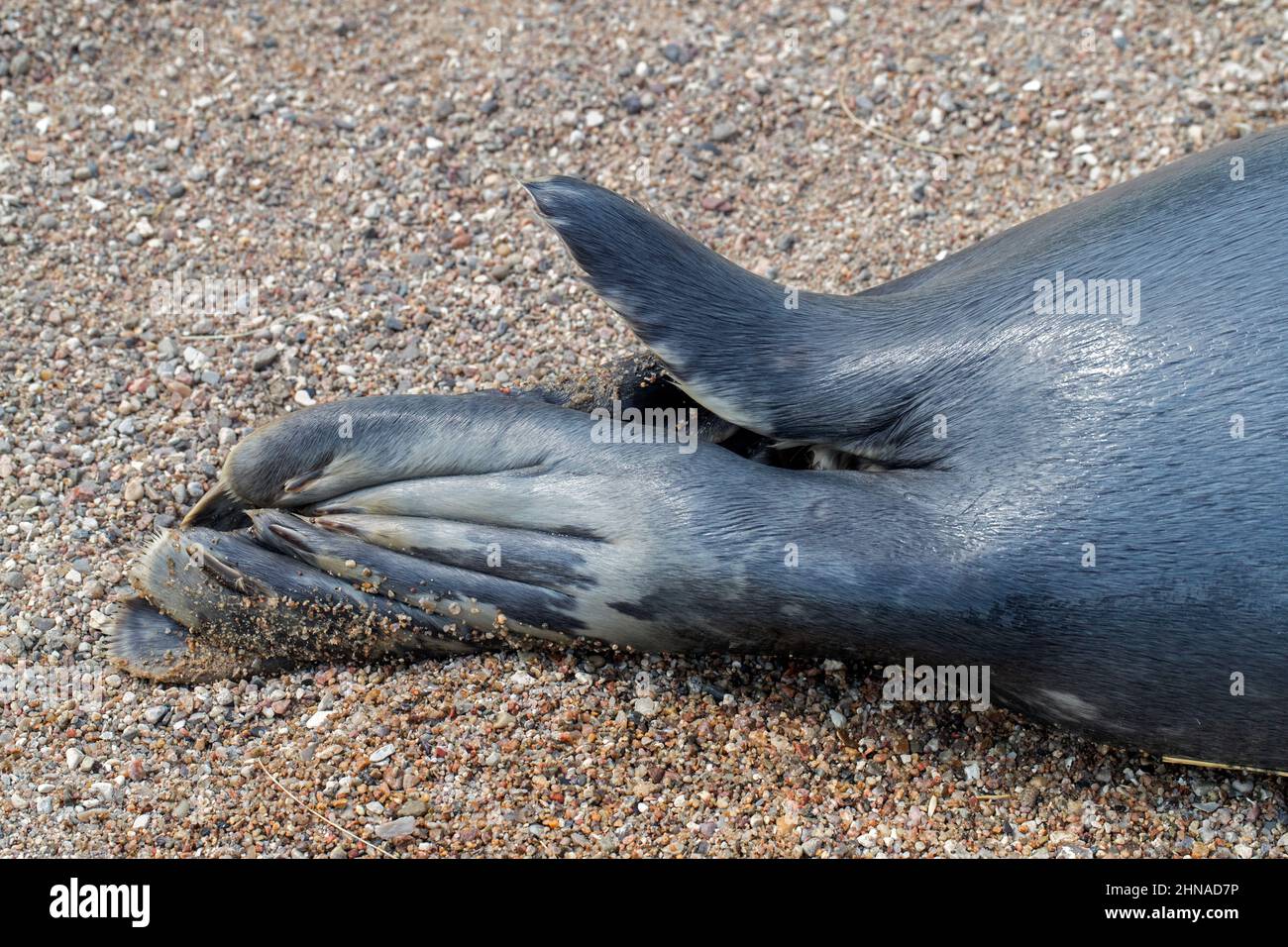 Grey seal / gray seal (Halichoerus grypus) close-up of rear flipper with claws and tail on the beach Stock Photo