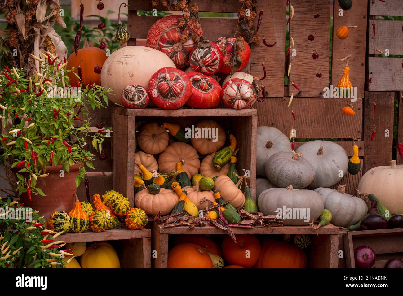 Group pumpkins outdoor farmers hi-res stock photography and images - Alamy