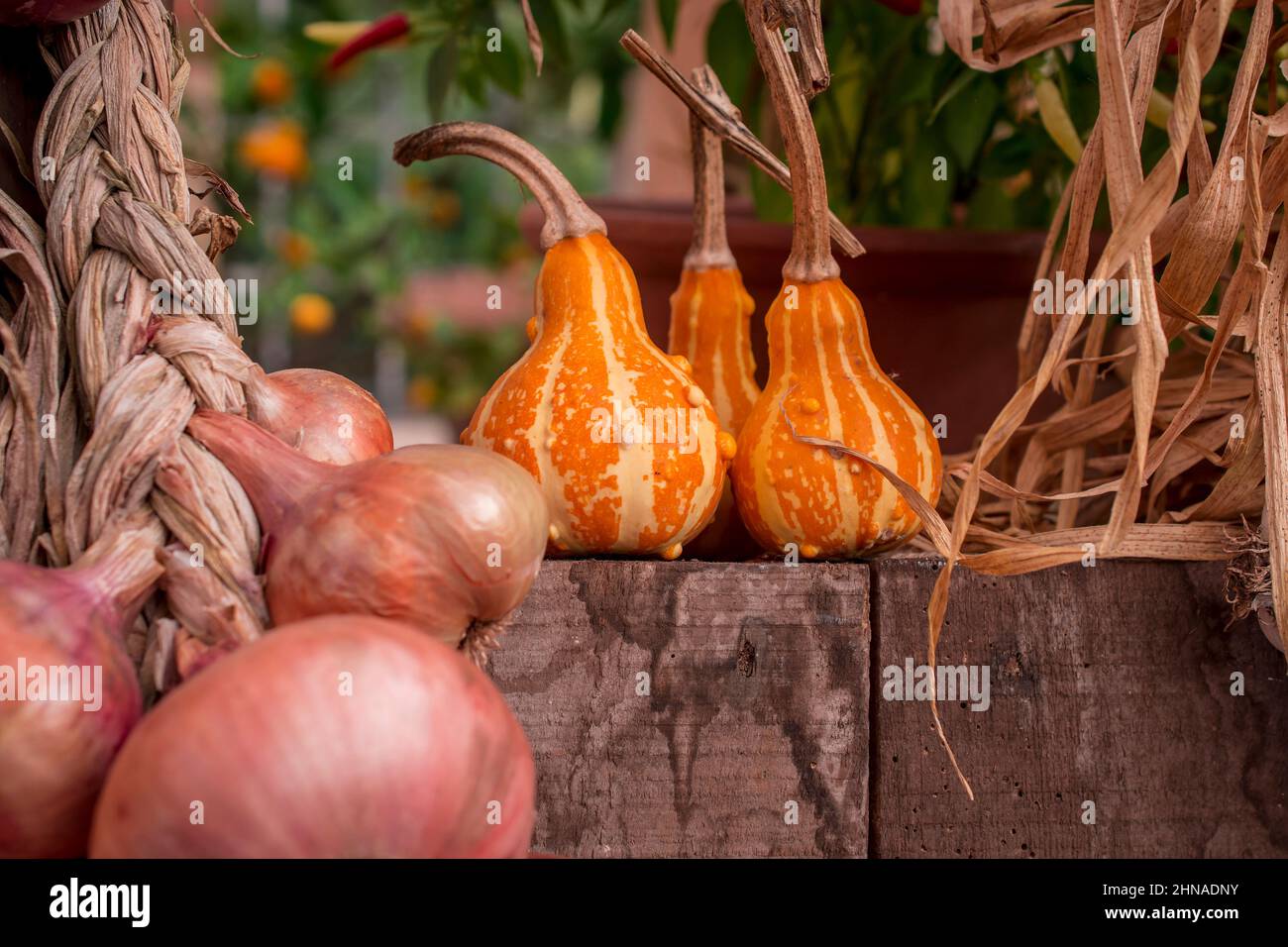 photo of pumpkins and vegetables display Stock Photo - Alamy