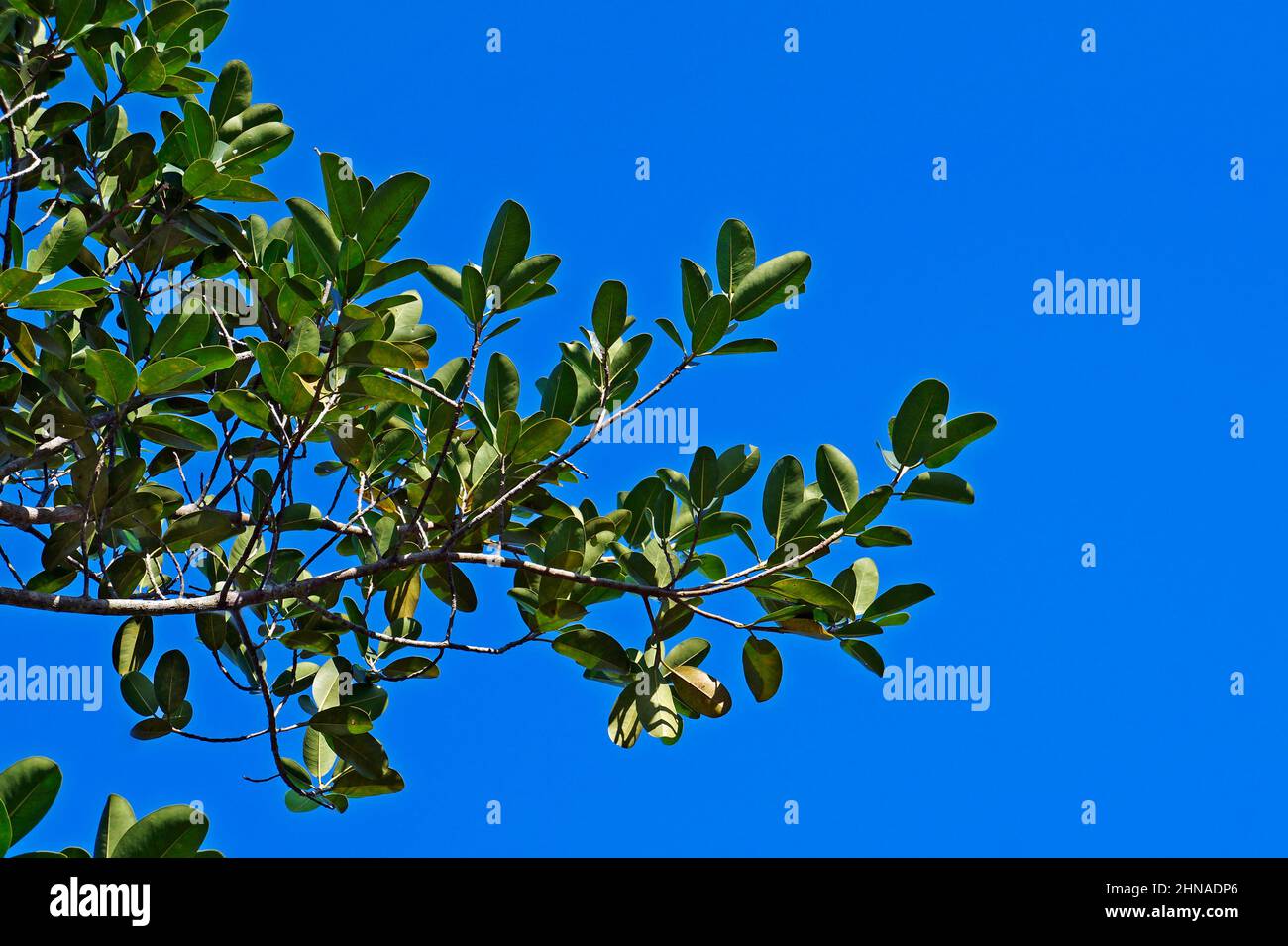 Tree branch and blue sky Stock Photo - Alamy