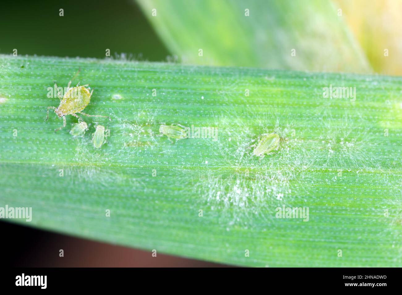 Peach aphid and powdery mildew on barley foliage. Stock Photo