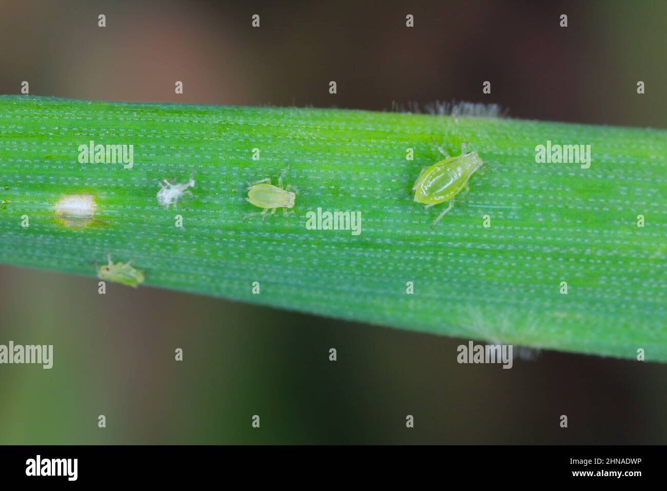 Peach aphid and powdery mildew on barley foliage. Stock Photo
