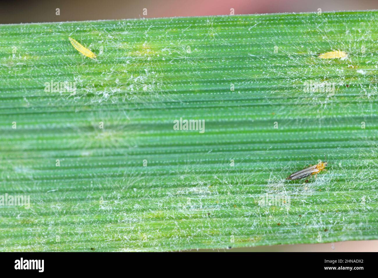 Thrips and powdery mildew on a cereal leaf. Stock Photo