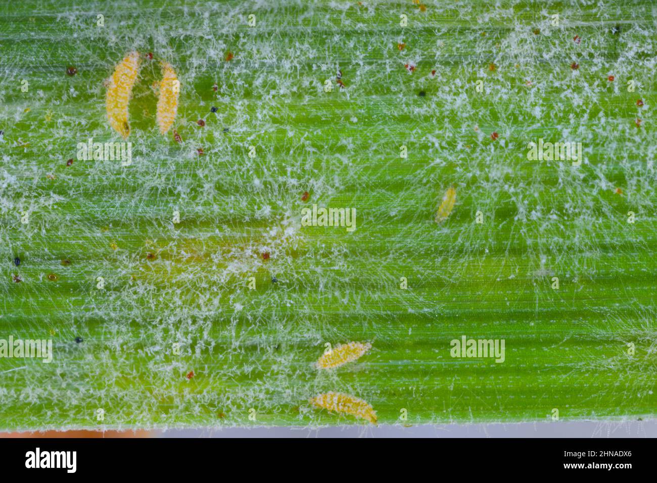 Thrips and powdery mildew on a cereal leaf. Stock Photo