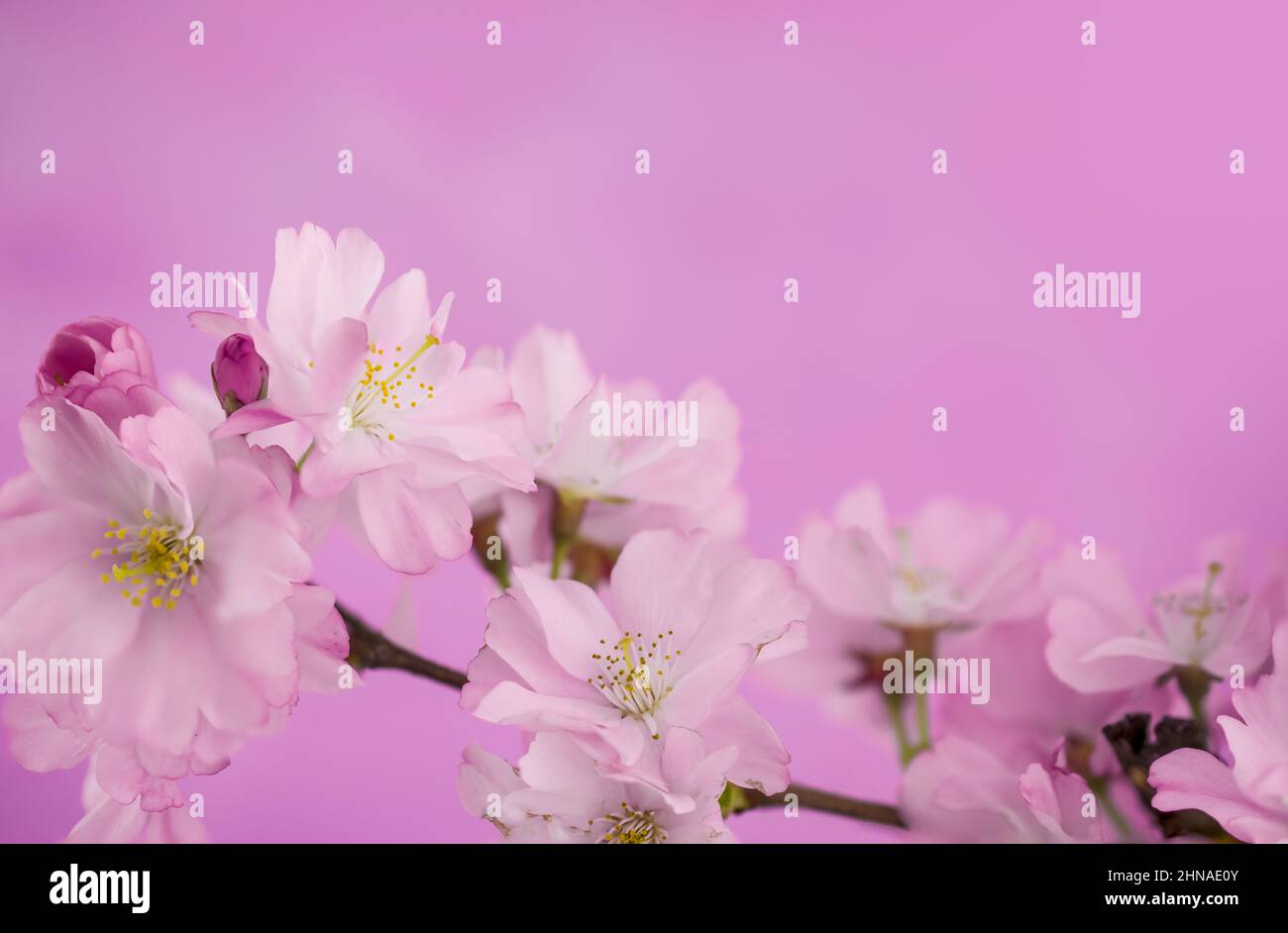 beautiful spring pink cherry blossom on pink background Stock Photo - Alamy