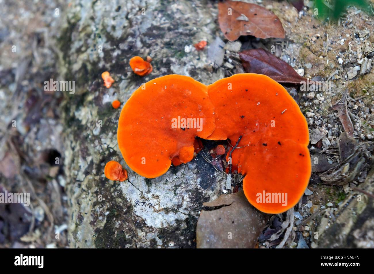Orange mushrooms on tree trunk (Pycnoporus sanguineus) Stock Photo