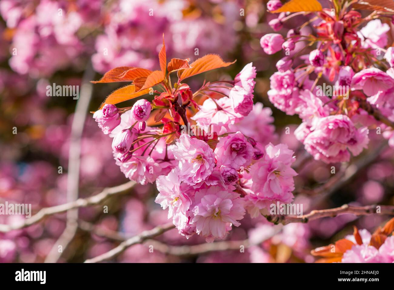beautiful spring pink cherry blossom Stock Photo - Alamy
