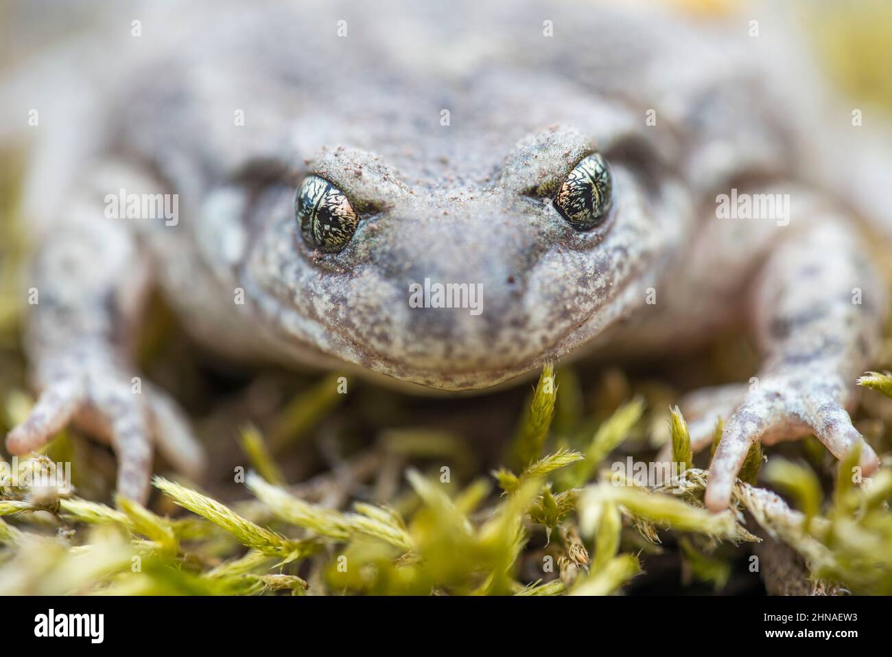 Common midwife toad (Alytes obstetricans), male, portrait Stock Photo ...