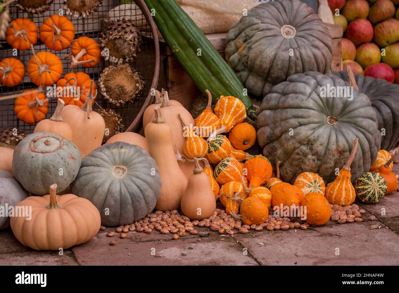 photo of pumpkins and vegetables display Stock Photo - Alamy
