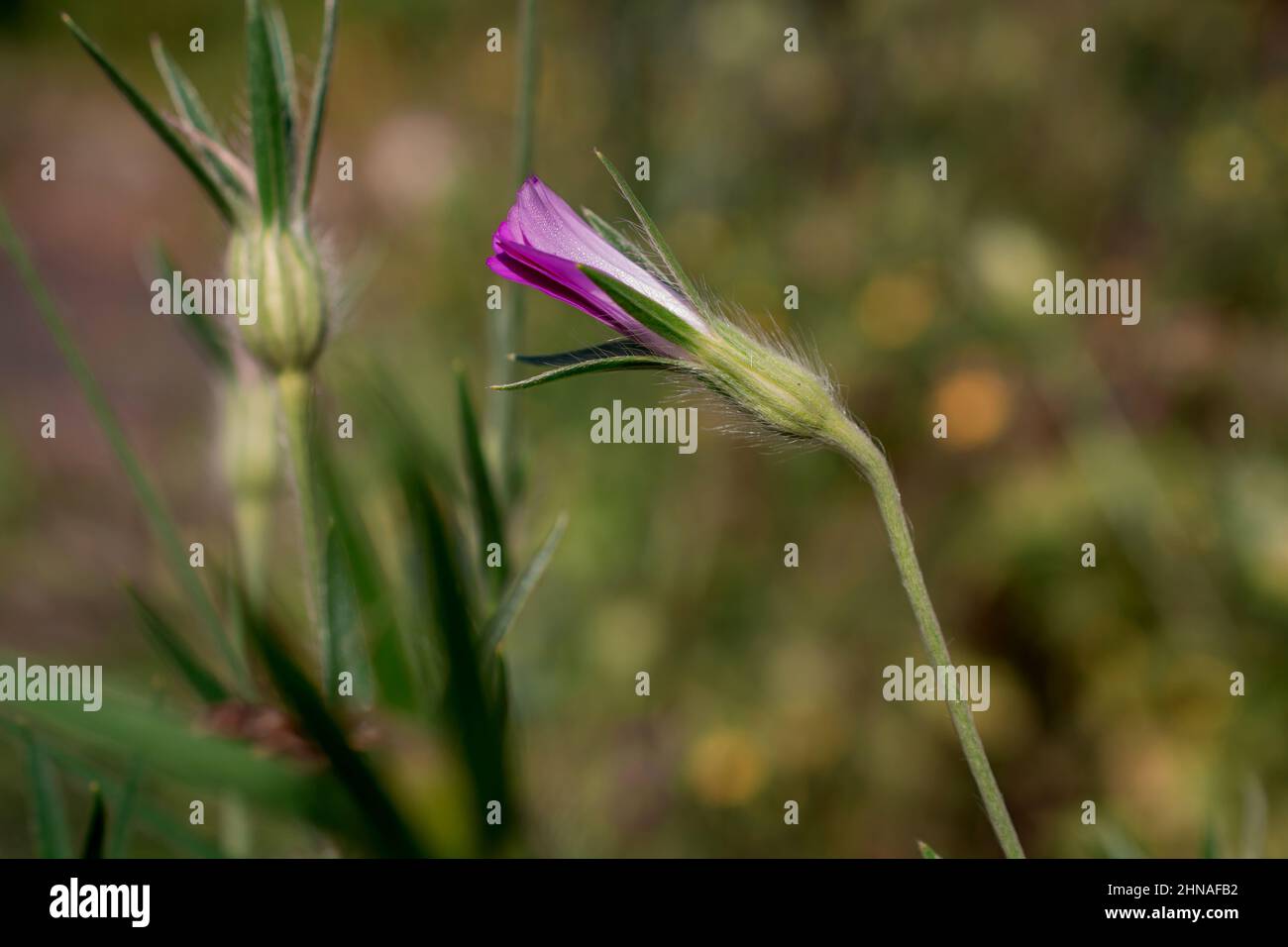 beautiful spring flowers in the park Stock Photo - Alamy