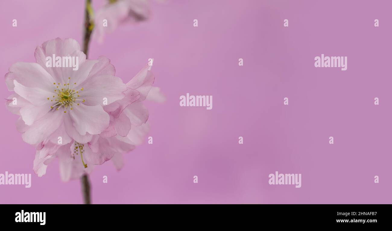 beautiful spring pink cherry blossom on pink background Stock Photo - Alamy